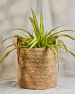 Load image into Gallery viewer, Nira – Banana Fiber Storage Basket

