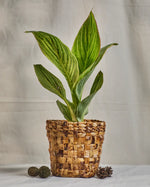 Load image into Gallery viewer, Meira - Multi-Utility Banana Fiber Basket

